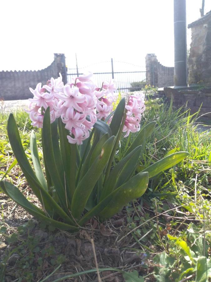 Agriturismo Il Burlino Apartments Lerma Dış mekan fotoğraf