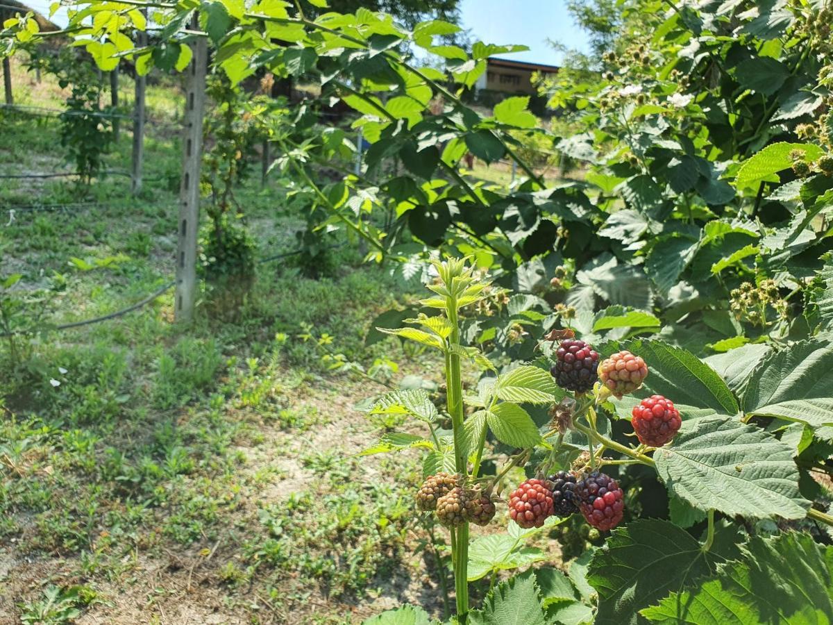 Agriturismo Il Burlino Apartments Lerma Dış mekan fotoğraf