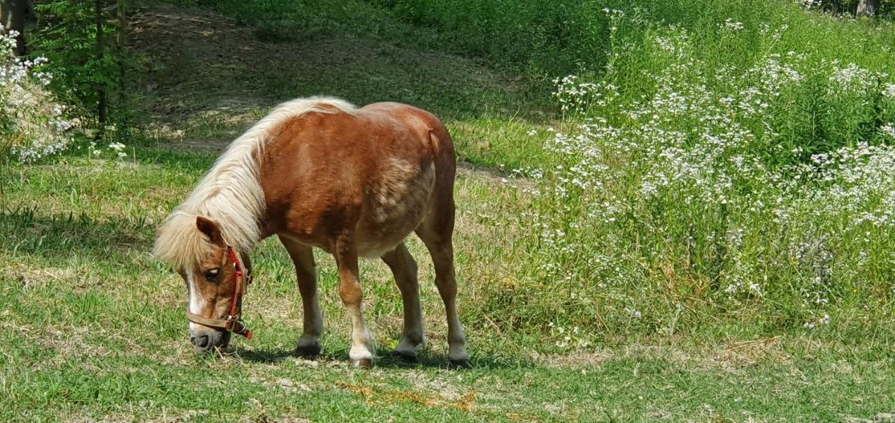 Agriturismo Il Burlino Apartments Lerma Dış mekan fotoğraf