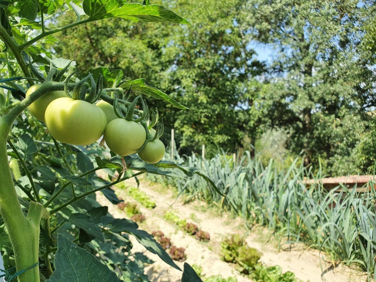 Agriturismo Il Burlino Apartments Lerma Dış mekan fotoğraf