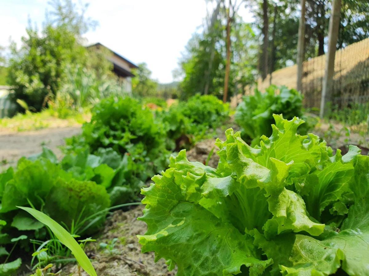 Agriturismo Il Burlino Apartments Lerma Dış mekan fotoğraf